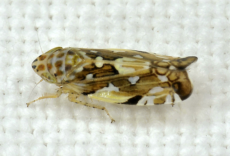 Cicadellidae: Metalimnus formosus